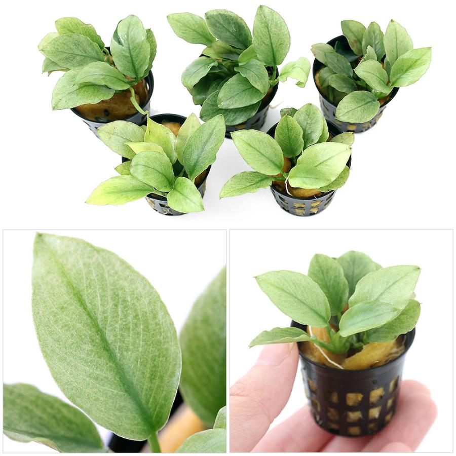 水草)アヌビアス ジェイド(インボイス)(水上葉)(1ポット分) :404259:チャーム charm ヤフー店 - 通販 - Yahoo!ショッピング 水草)アヌビアス ジェイド(インボイス)(水上葉)(1ポット分) :404259:チャーム charm ヤフー店 - 通販 - Yahoo!ショッピング