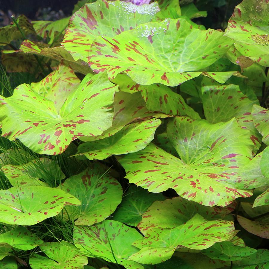 あばぶ　ホレマニーレッド　約25年前の株　+タイガーロータスギニア便97年 チャーム（charm） （水草）タイガーロータス 1997 ギニア便（水中