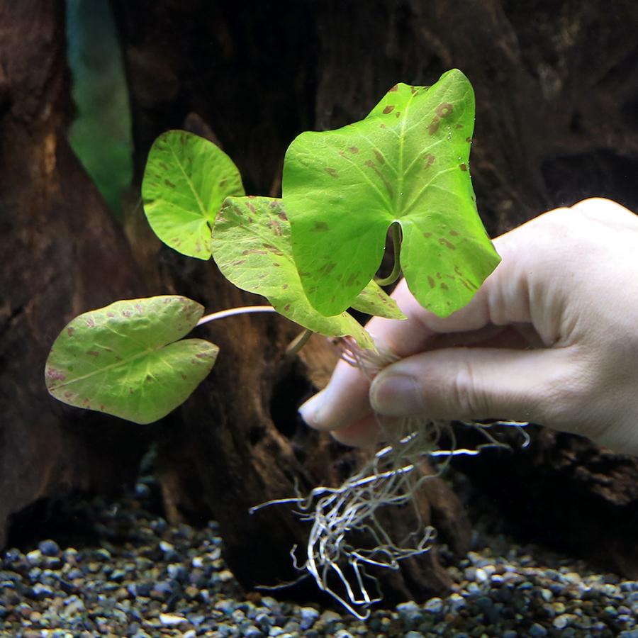 チャーム（charm） （水草）タイガーロータス 1997 ギニア便（水中