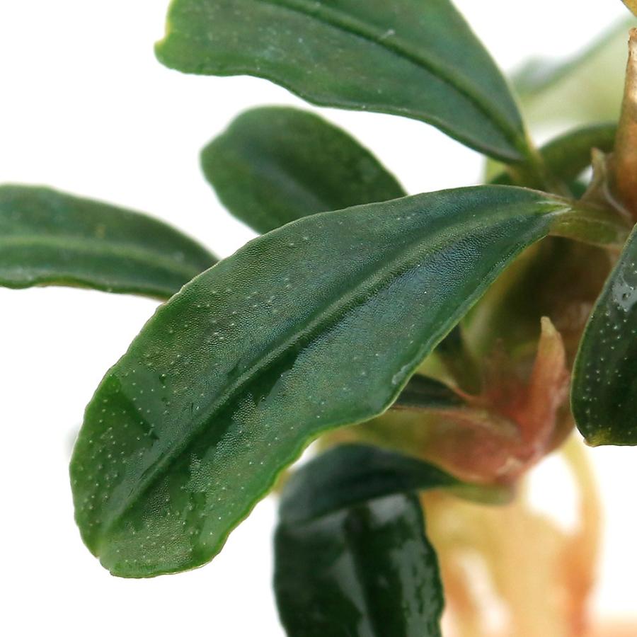 チャーム（charm） （水草）ブセファランドラsp．ボヤンミニナロー