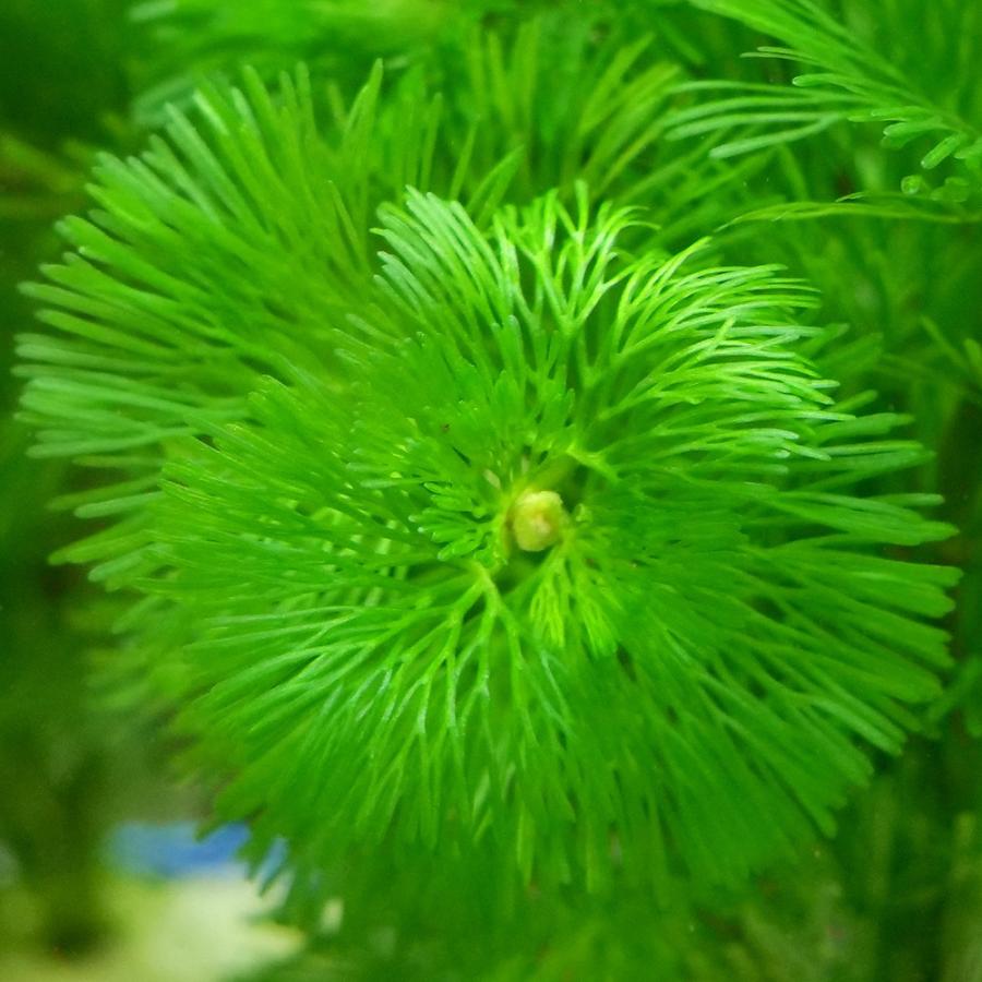 （水草）豆鉢入り　メダカ・金魚藻　カボンバ（１個）｜chanet｜02