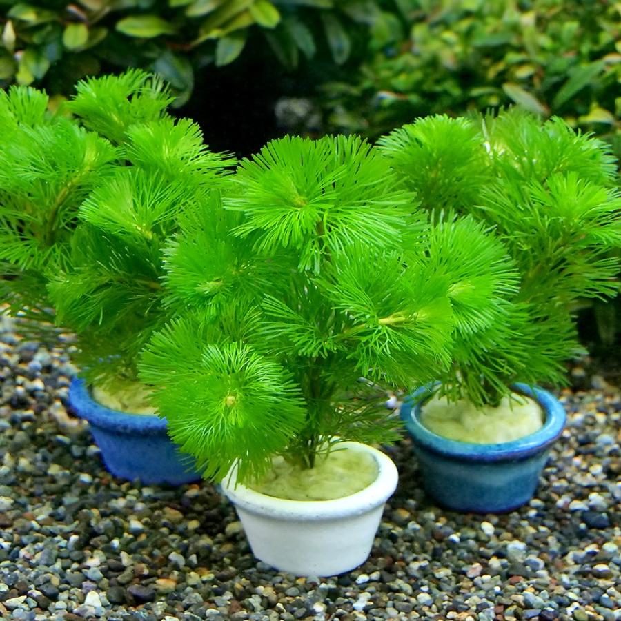 チャーム（charm） （水草）豆鉢入り メダカ・金魚藻 カボンバ（3個