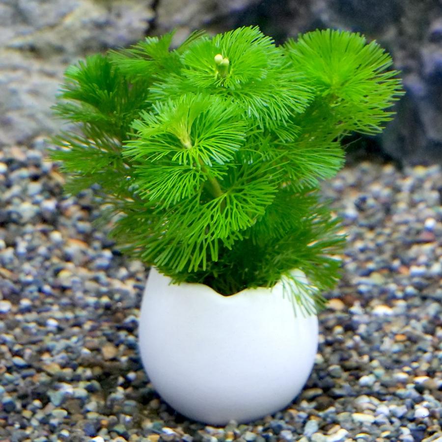 エメラルドグリーン 葉 花 草 火鉢 めだか鉢 金魚鉢 チャーム（charm） （水草）エッグプランター メダカ・金魚藻 カボンバ