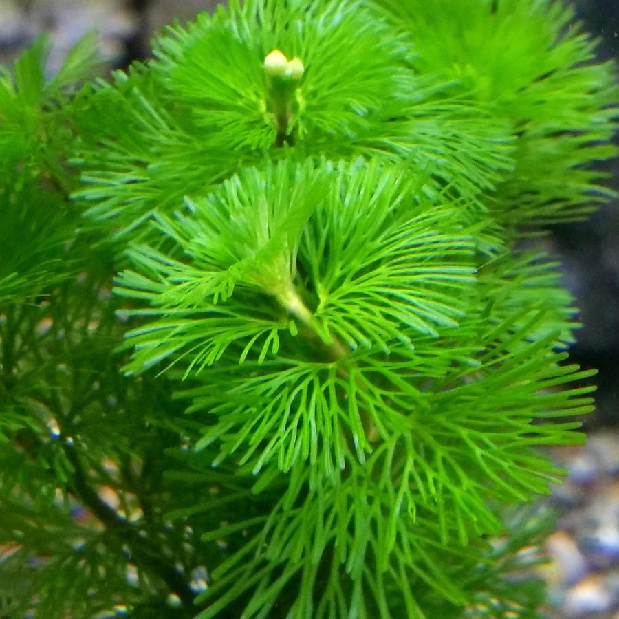 チャーム（charm） （水草）エッグプランター メダカ・金魚藻 カボンバ