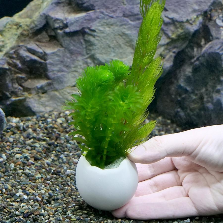 （水草）エッグプランター　メダカ・金魚藻　金魚藻ミックス（１個）｜chanet｜03