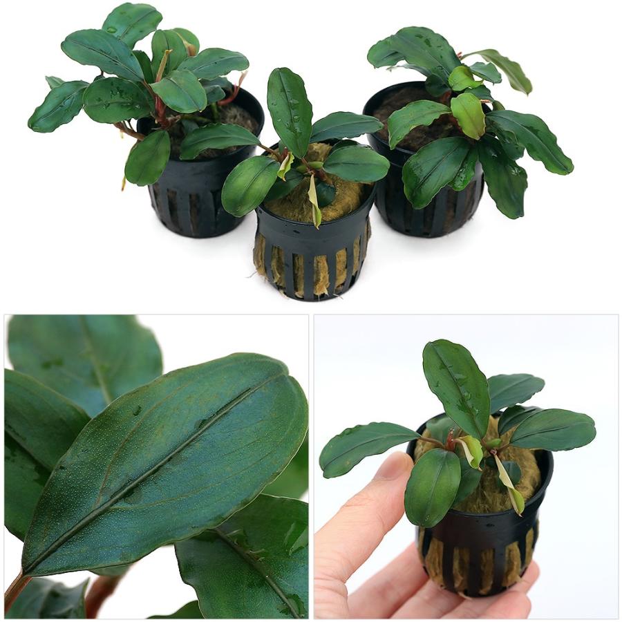 チャーム（charm） （水草）ブセファランドラsp．Theia（東南便