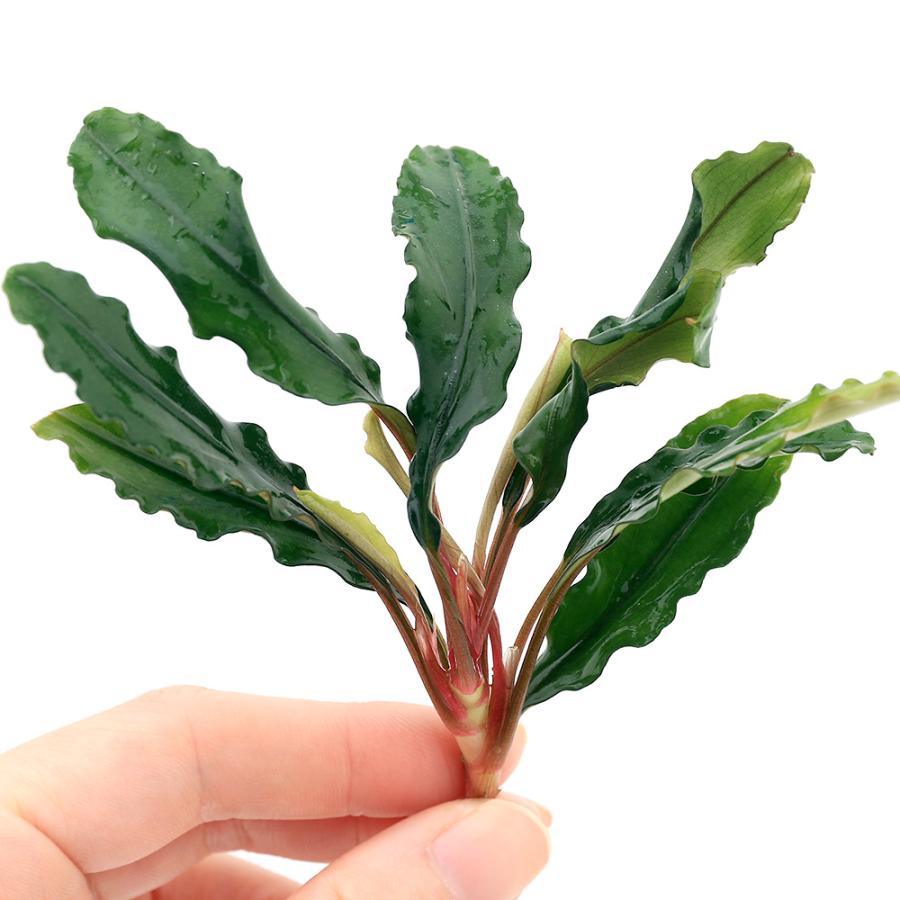 チャーム（charm） （水草）ブセファランドラsp．グリーンジェイド