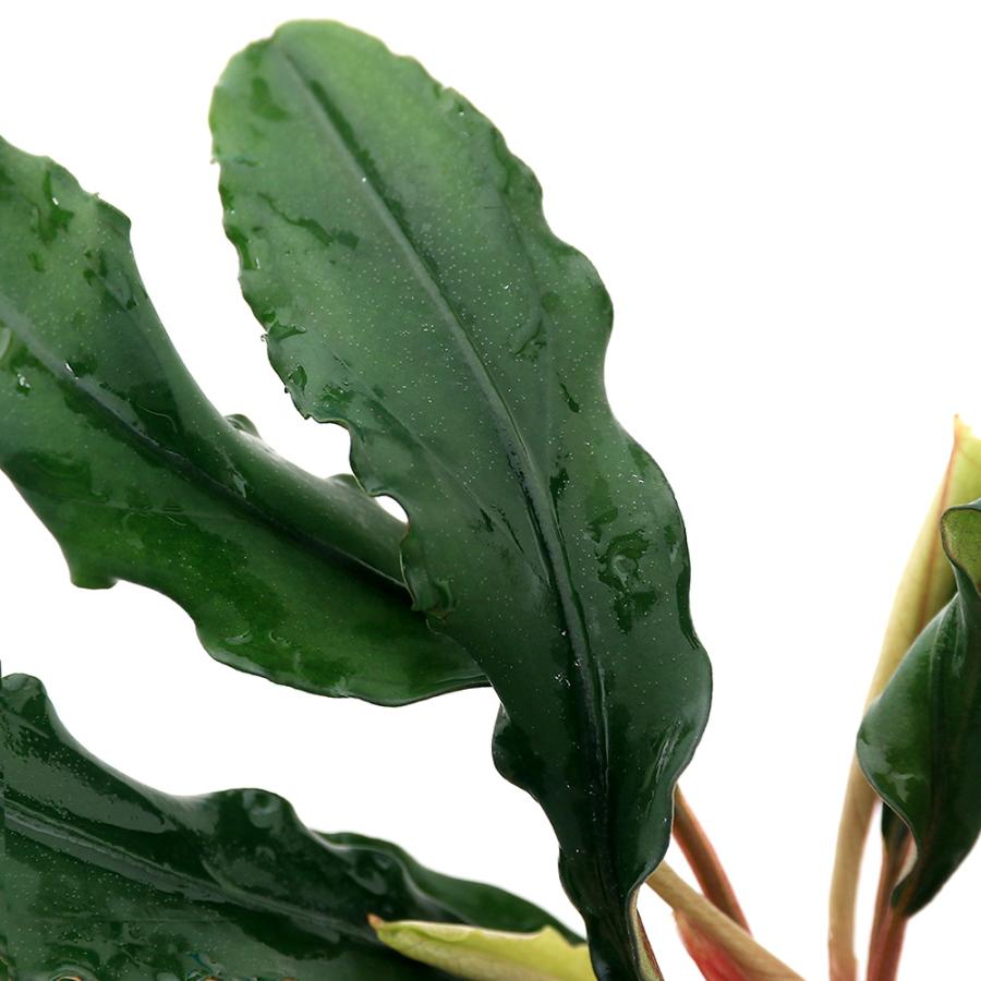 チャーム（charm） （水草）ブセファランドラsp．グリーンジェイド