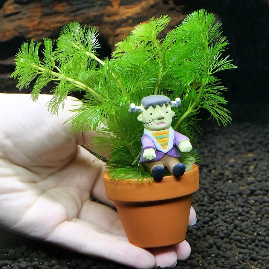 エメラルドグリーン 葉 花 草 火鉢 めだか鉢 金魚鉢 エメラルドグリーン 葉 花 草 火鉢 めだか鉢 金魚鉢 【公式通販】