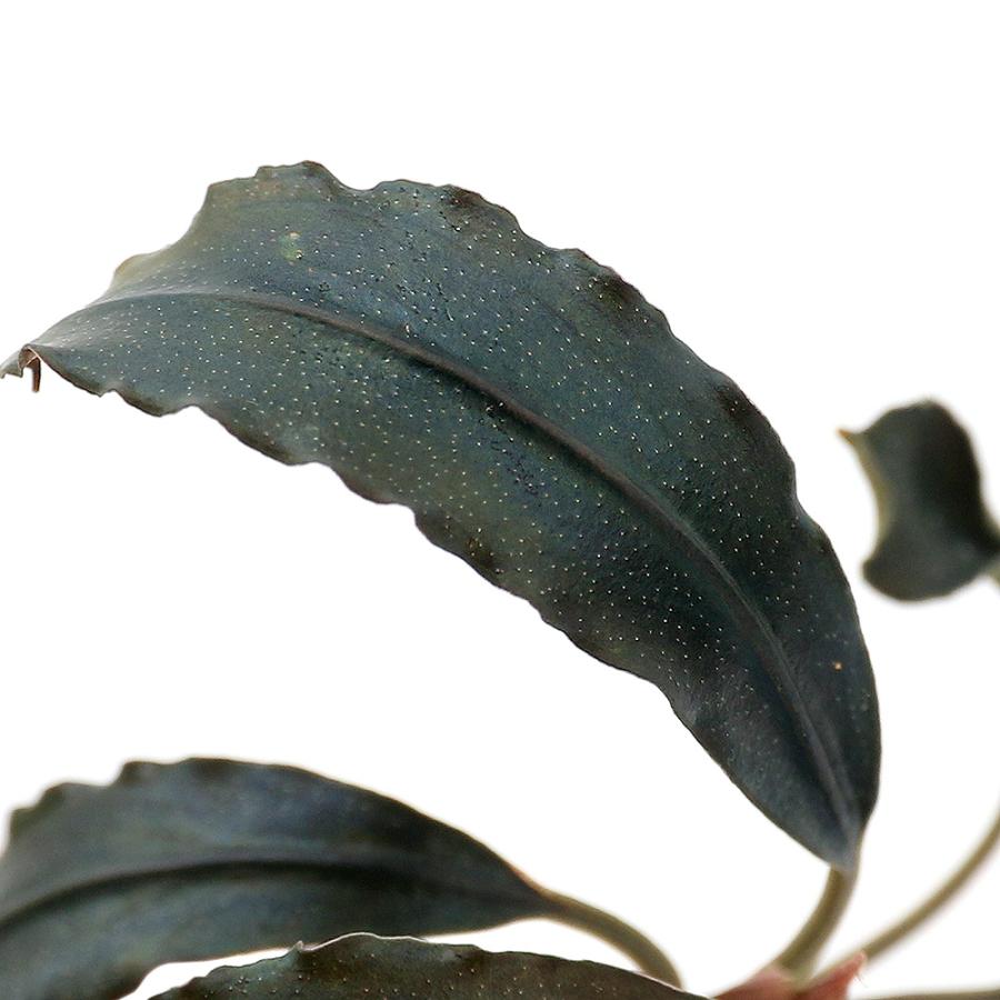 チャーム（charm） （水草）ブセファランドラsp．チェリッシュ（東南