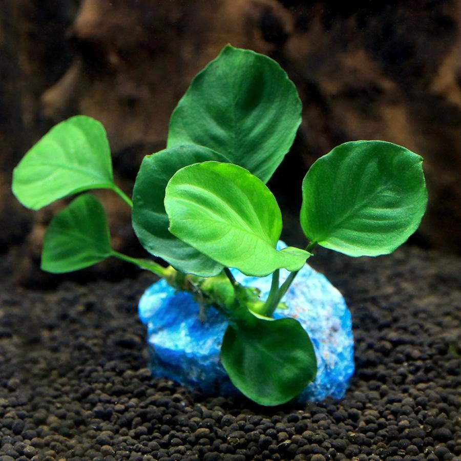 チャーム（charm） （水草）ジェムプランツ おまかせ小型アヌビアス付