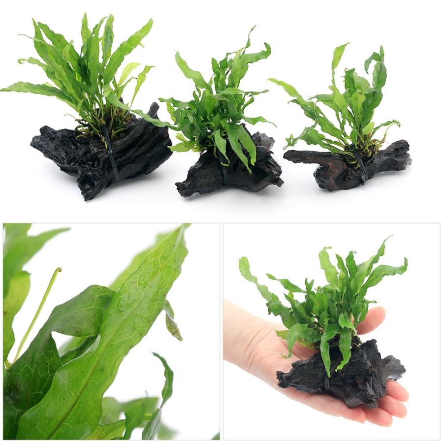 チャーム（charm） （水草）ミクロソリウム フレーミング付 流木 SS