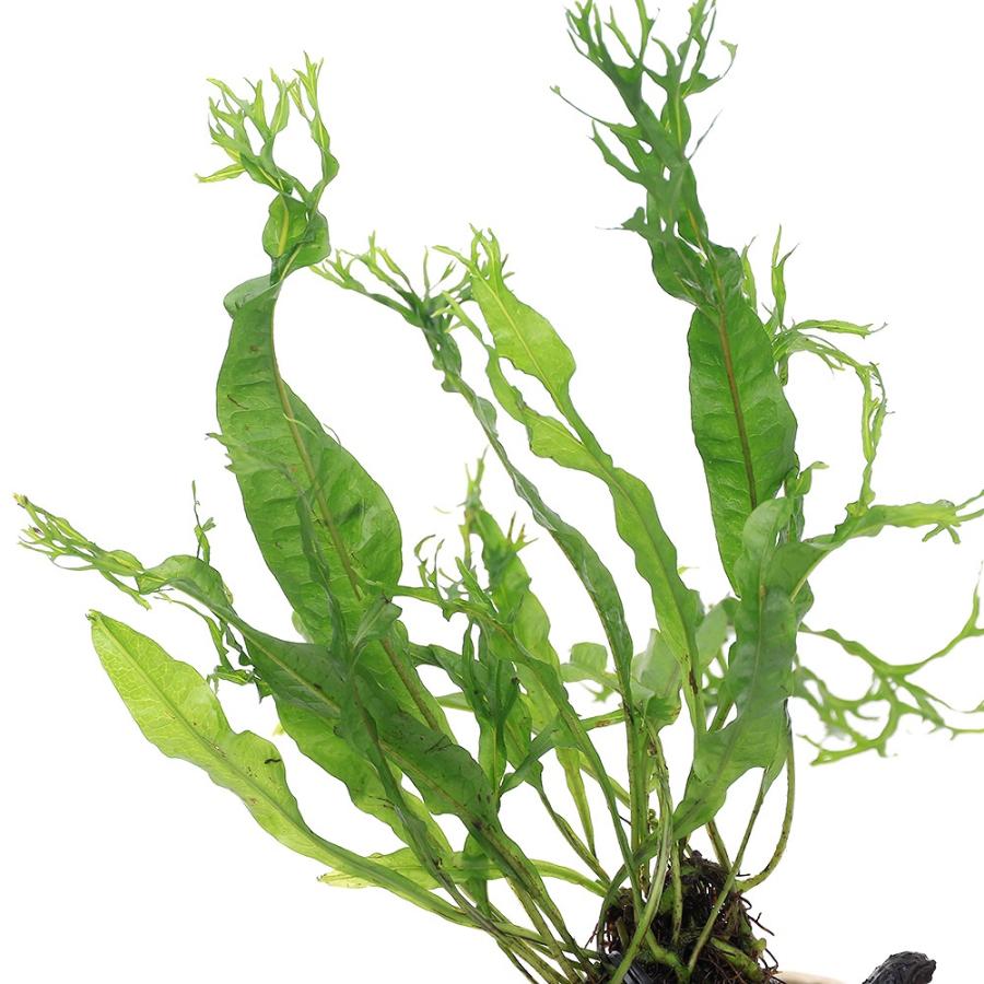 チャーム（charm） （水草）エッグプランター 枝流木 ミクロソリウム