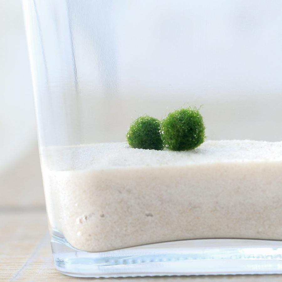 水草）マリモ SSサイズ（無農薬）（4個） : チャーム charm ヤフー