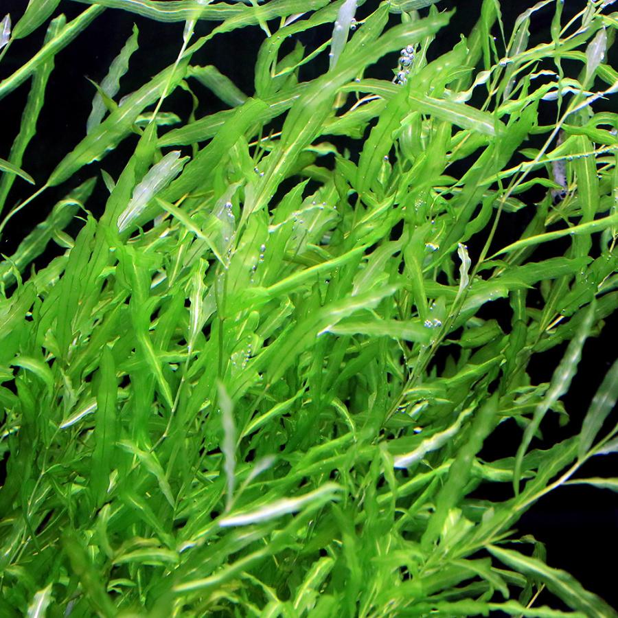 水草）エゾヒルムシロ（水中葉）（無農薬）（5本） : チャーム charm