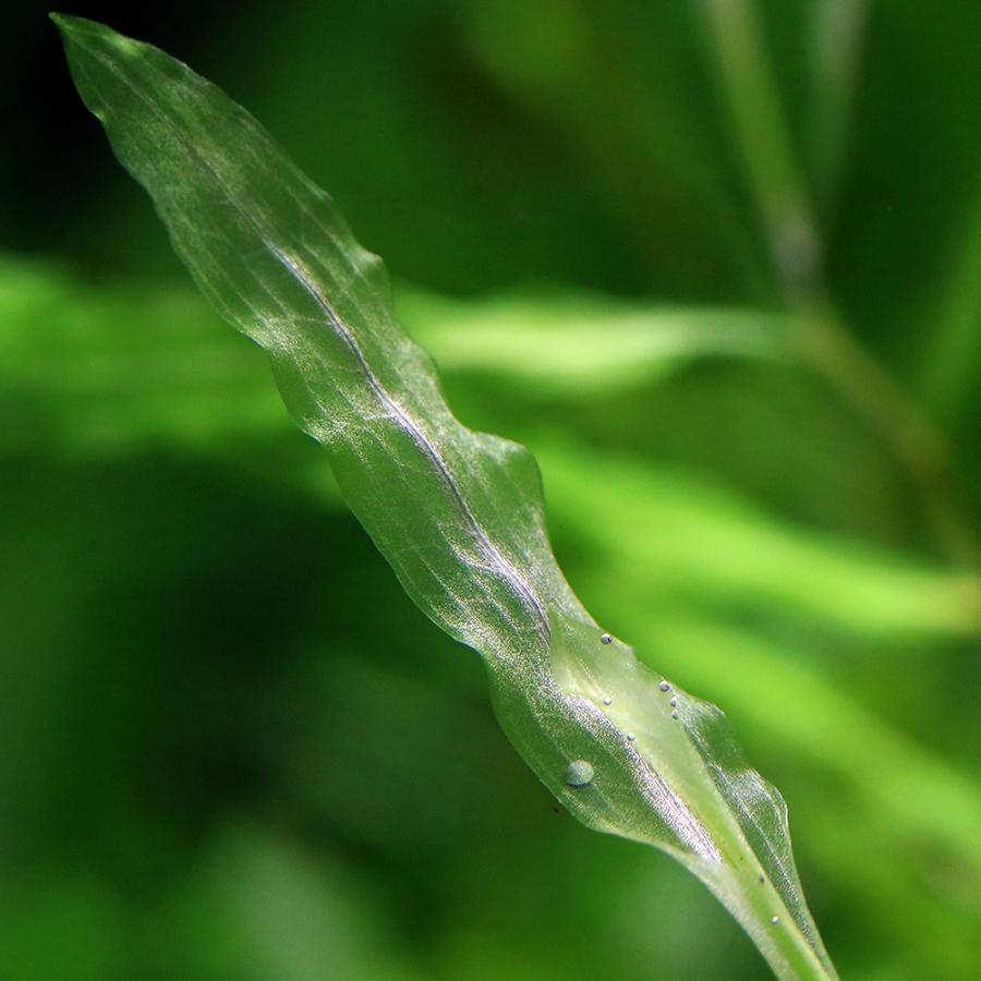 水草）エゾヒルムシロ（水中葉）（無農薬）（5本） : チャーム charm