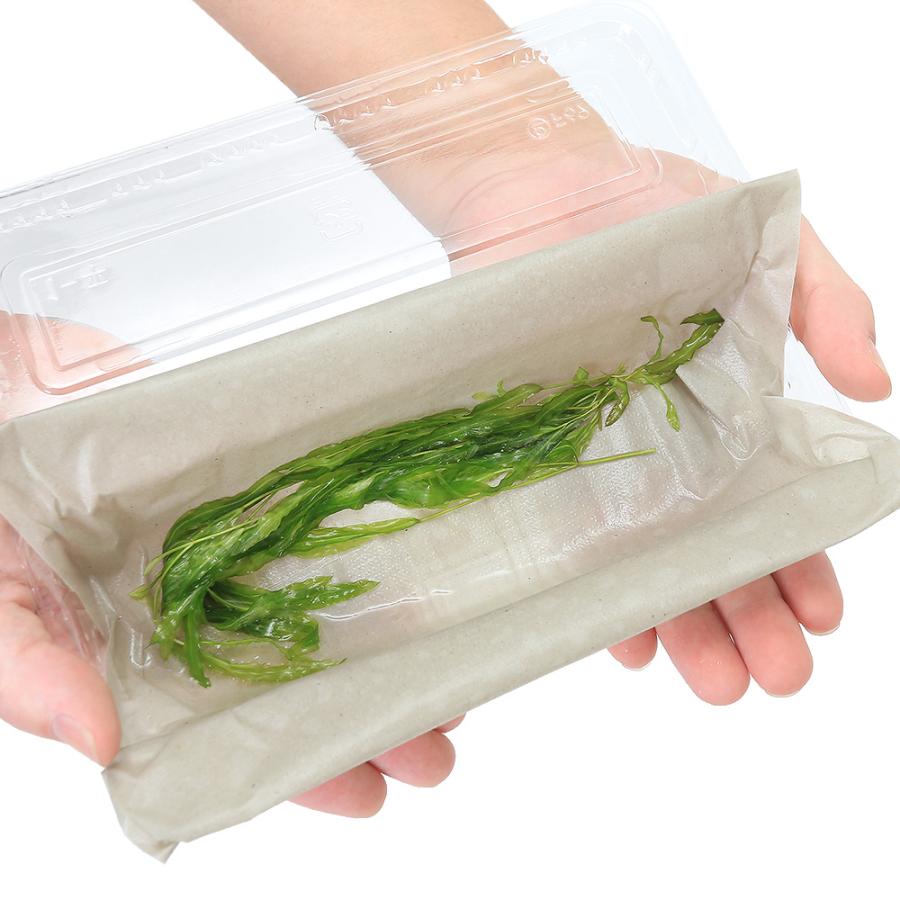 水草）エゾヒルムシロ（水中葉）（無農薬）（5本） : チャーム charm