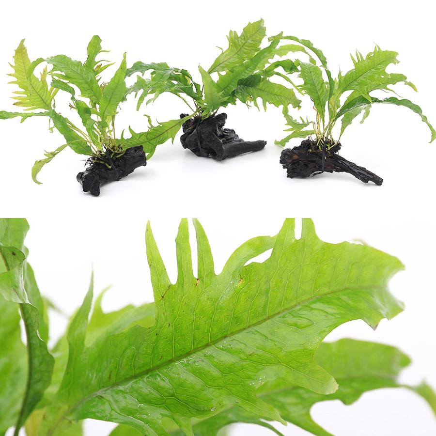 水草）ミクロソリウム プテロプス サンライズ付 流木 SSサイズ（1本