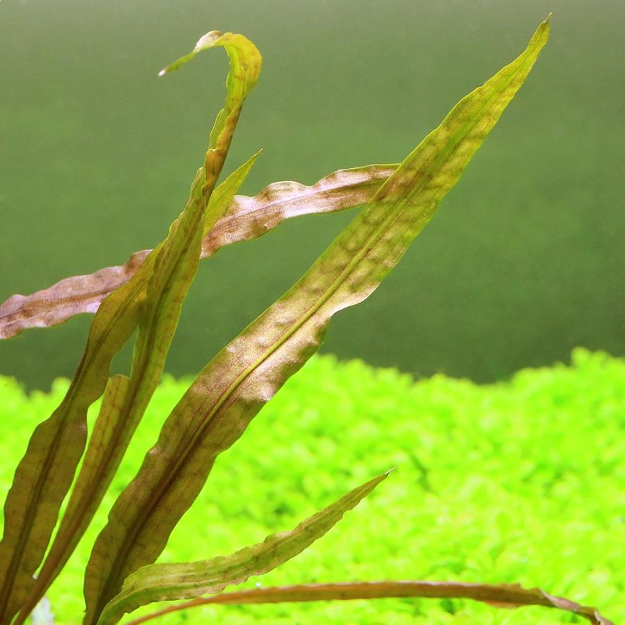 水草）クリプトコリネcf．バランサエ タイ産（水中葉）（無農薬