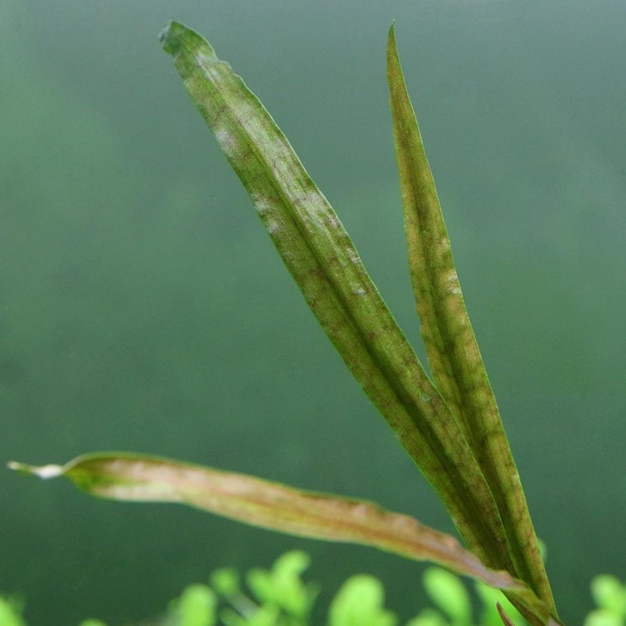 水草）クリプトコリネcf．バランサエ タイ産（水中葉）（無農薬