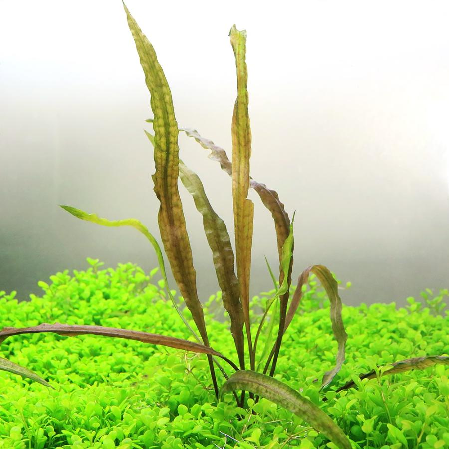 水草）クリプトコリネcf．バランサエ タイ産（水中葉）（無農薬