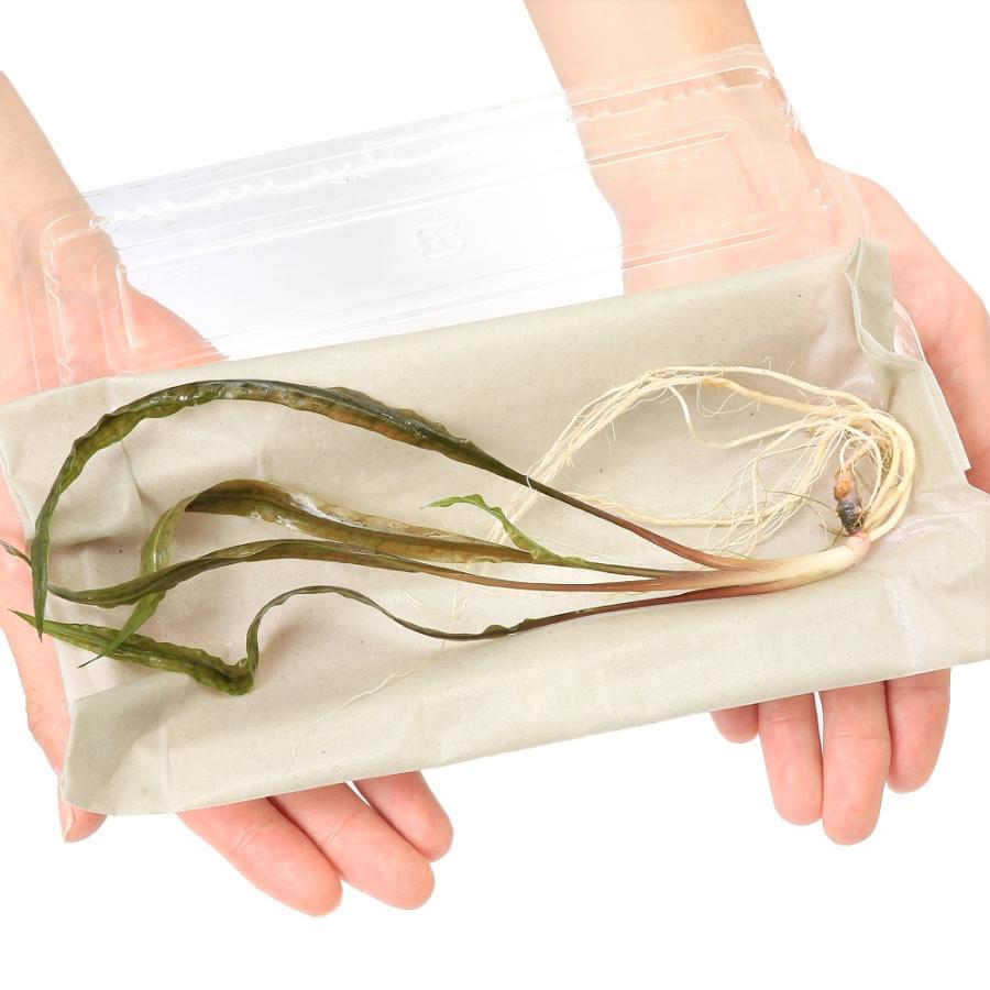 水草）クリプトコリネcf．バランサエ タイ産（水中葉）（無農薬