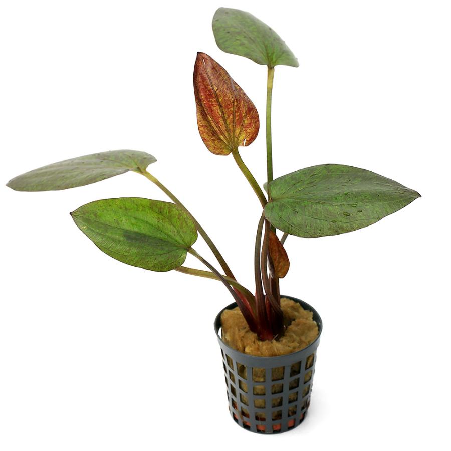 チャーム（charm） （水草）エキノドルス クリレニ（水上葉）（アクア