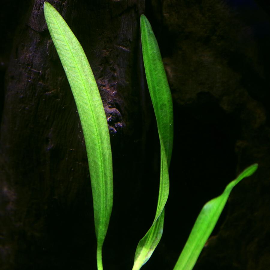 （水草）エキノドルスｓｐ．カメルーン（水中葉）（無農薬）（１株）_1