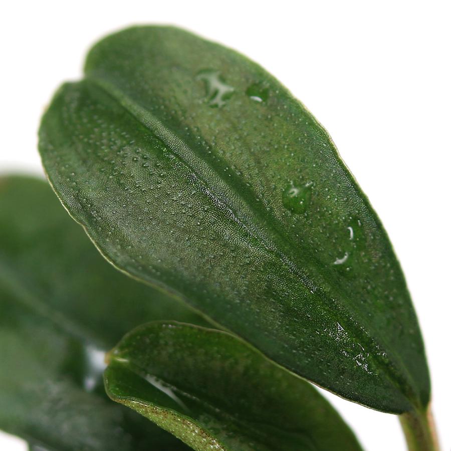 チャーム（charm） （水草）ブセファランドラsp．ブラウニー