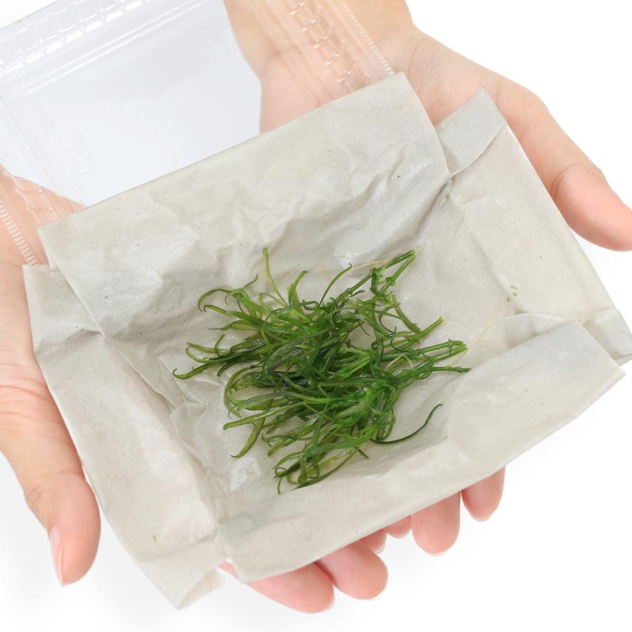 水草）沈水性 ポゴステモン メンメン（水中葉）（無農薬）（6本