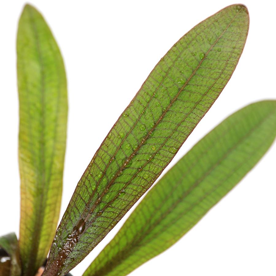 （水草）エキノドルス　ホレマニーレッド（水上葉）（アクアフルール）（１ポット）｜chanet｜02