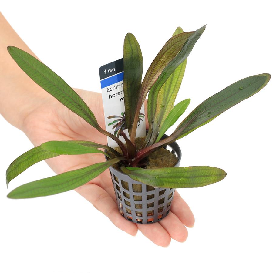 チャーム（charm） （水草）エキノドルス ホレマニーレッド（水上葉