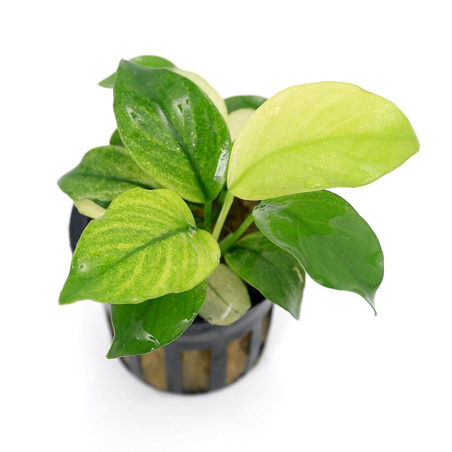 チャーム（charm） （水草）アヌビアス バルテリー ブロードホワイト