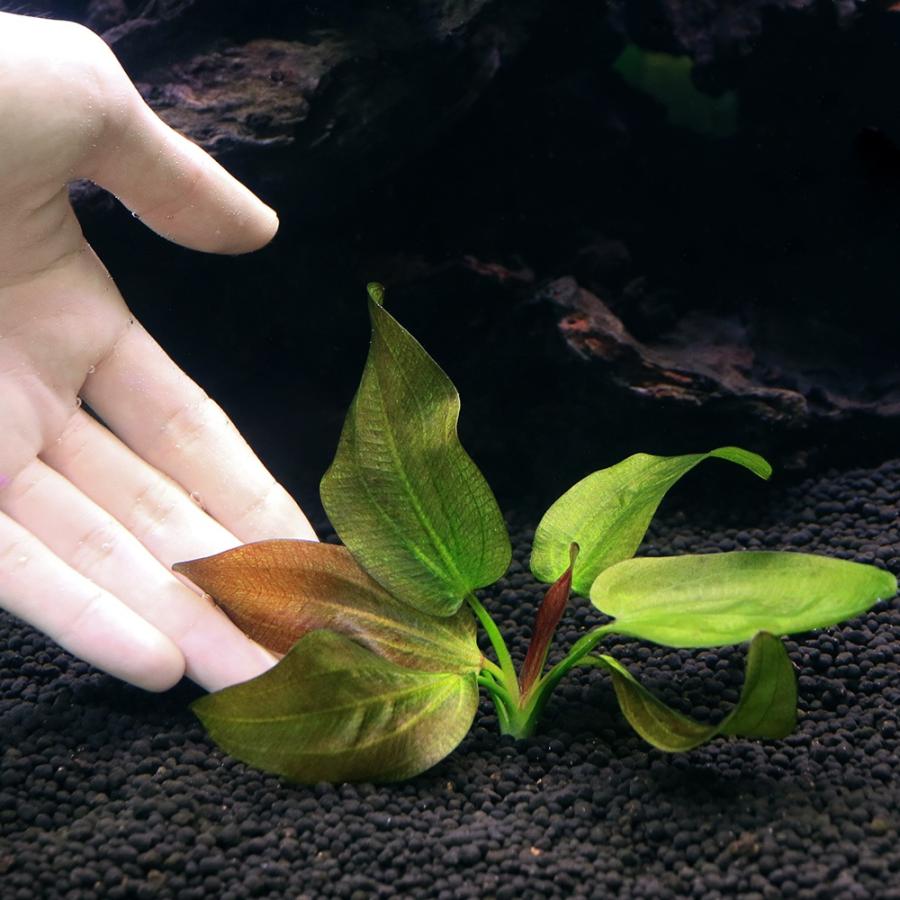 水草）エキノドルス ホリゾンタリス バリエガータ（水中葉）（無農薬