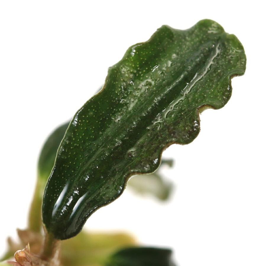 チャーム（charm） （水草）ブセファランドラsp．ダークファントム