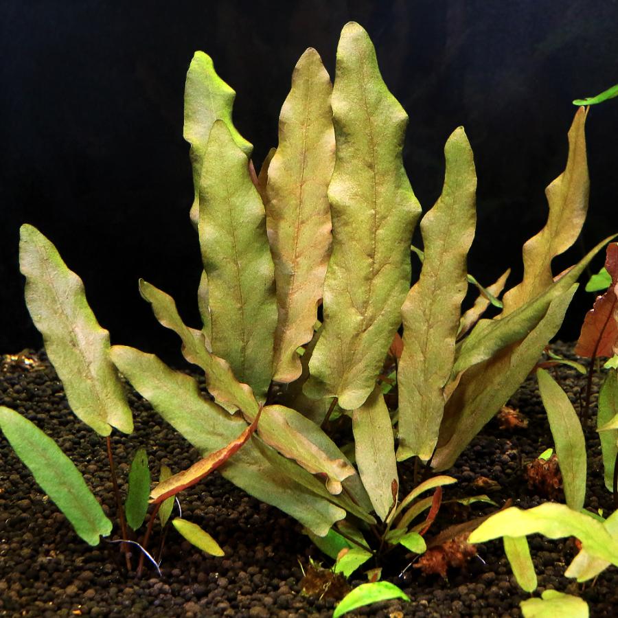 水草）バルクラヤsp． カンボジア産（水中葉）（無農薬）（1株