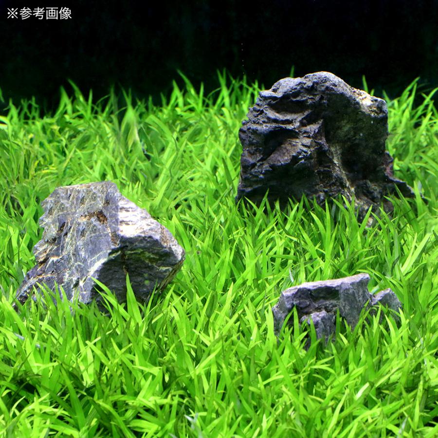 水草）パラグアイ産 ヘテランテラ（水中葉）（無農薬）（10本 水草※ヘテランテラ(10本)