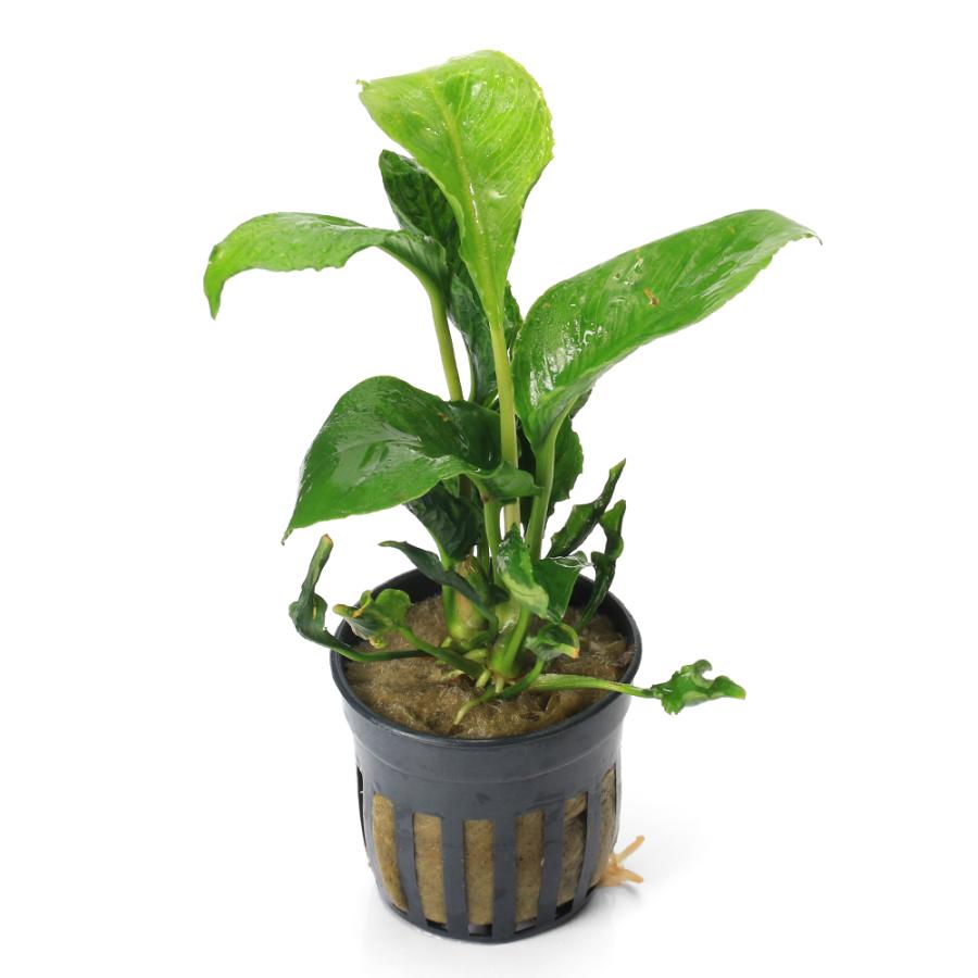 チャーム（charm） （水草）アヌビアス ヘテロフィラ スーパーノヴァ