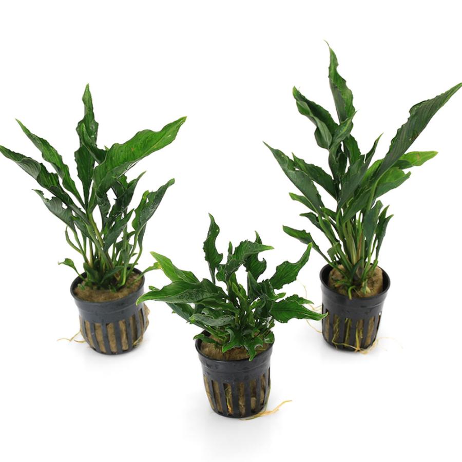 チャーム（charm） （水草）アヌビアス ヘテロフィラ スーパーノヴァ