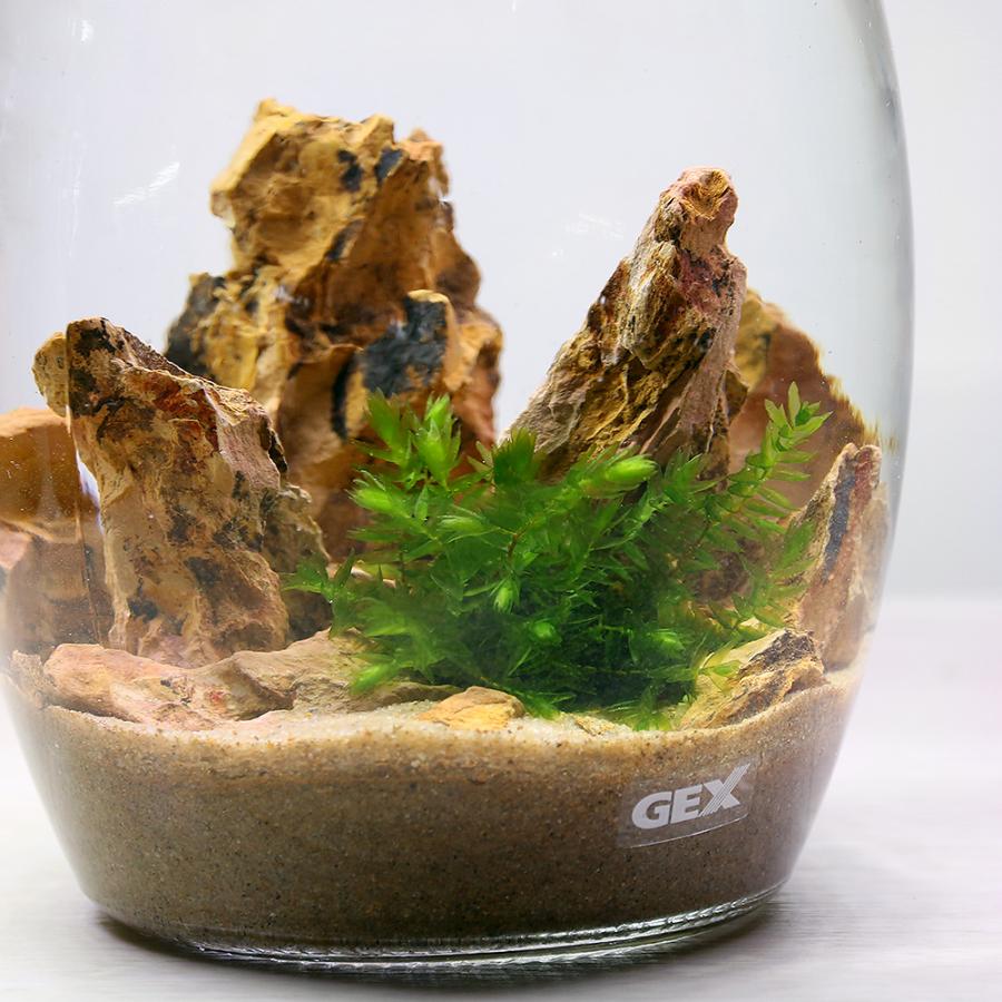 水草 ｇｅｘ ボトルアクアリウム ハニー 砂漠のオアシス 本州四国限定 チャーム Charm Paypayモール店 通販 Paypayモール