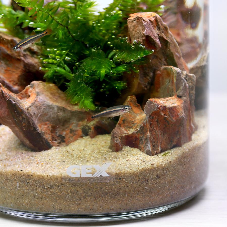 熱帯魚 水草 ｇｅｘ ボトルアクアリウム シュガー 砂漠のオアシス アカヒレｖｅｒ 本州四国限定 チャーム Charm Paypayモール店 通販 Paypayモール