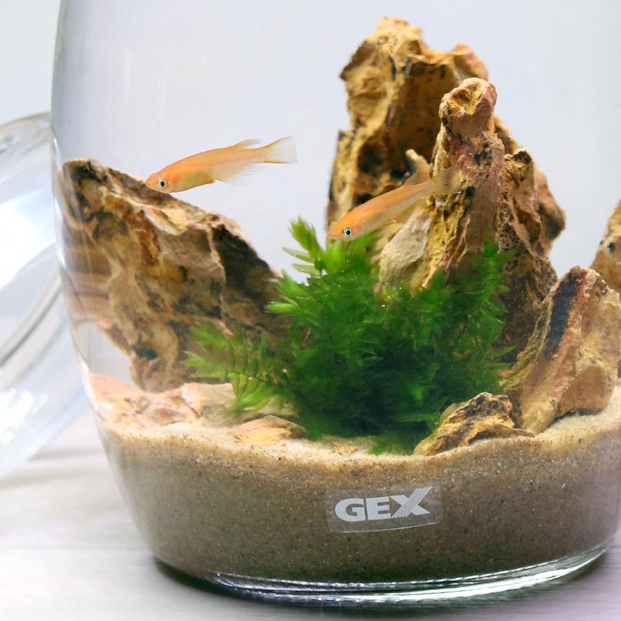 めだか 水草 ｇｅｘ ボトルアクアリウム ハニー 砂漠のオアシス 楊貴妃メダカｖｅｒ 本州四国限定 チャーム Charm Paypayモール店 通販 Paypayモール