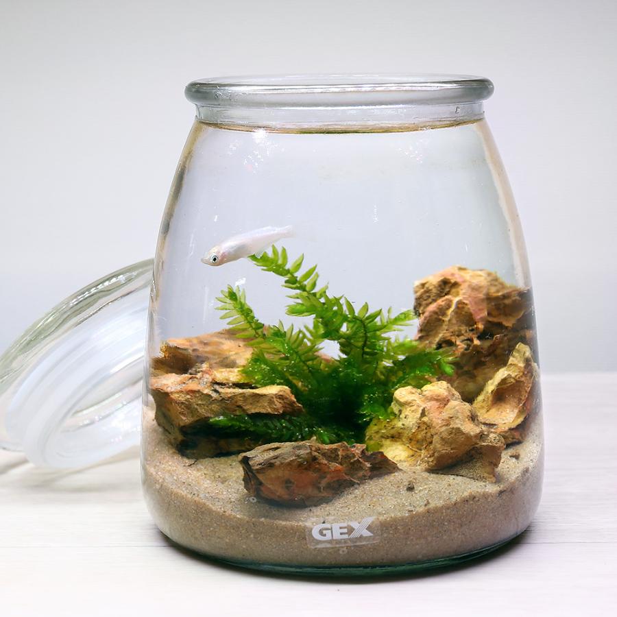 めだか 水草 ｇｅｘ ボトルアクアリウム ミルク 砂漠のオアシス 白メダカｖｅｒ 本州四国限定 チャーム Charm Paypayモール店 通販 Paypayモール