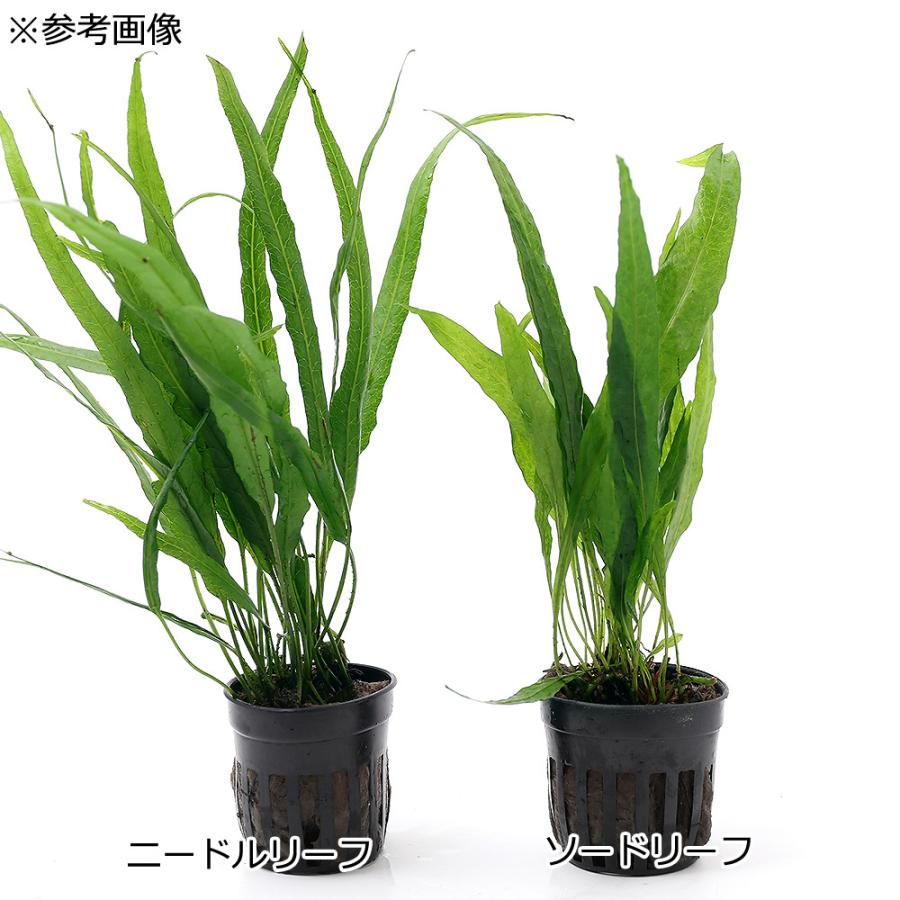 ミクロソリウムナローリーフ(30cm❌25cm) 楽天市場】ミクロソリウム