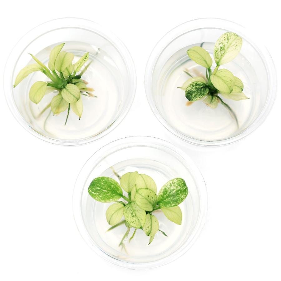 チャーム（charm） （水草）組織培養 アヌビアス ナナ Pinto ミニ