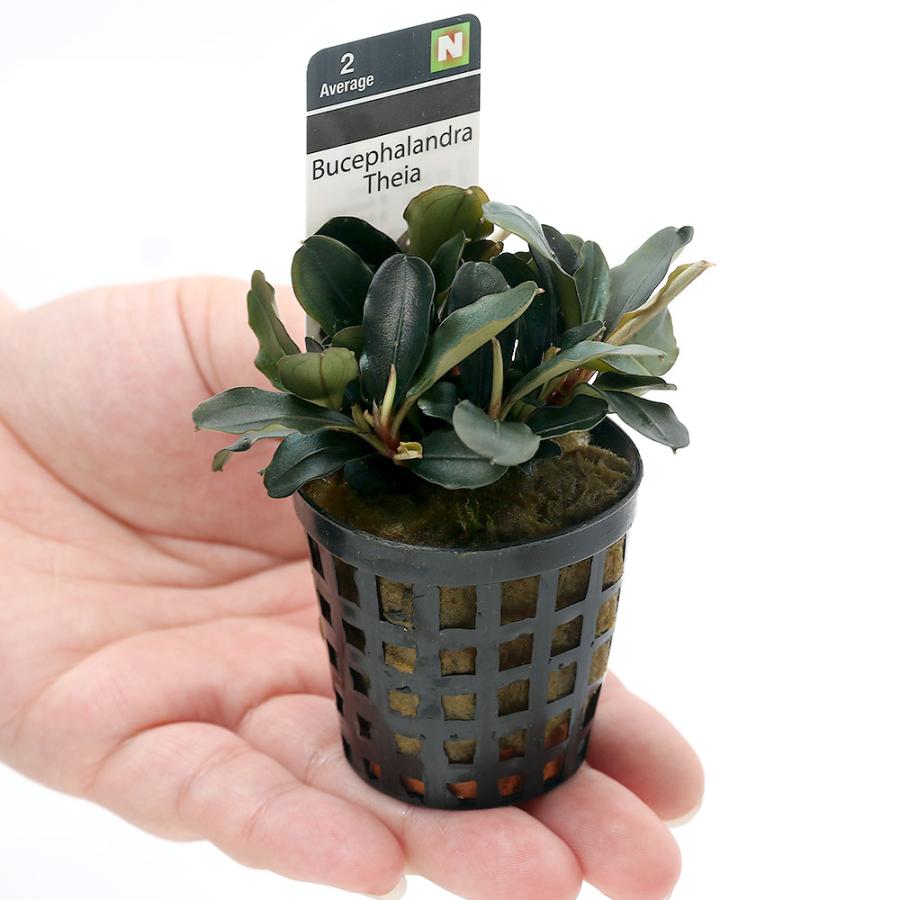 チャーム（charm） （水草）ブセファランドラsp．ティア（アクア