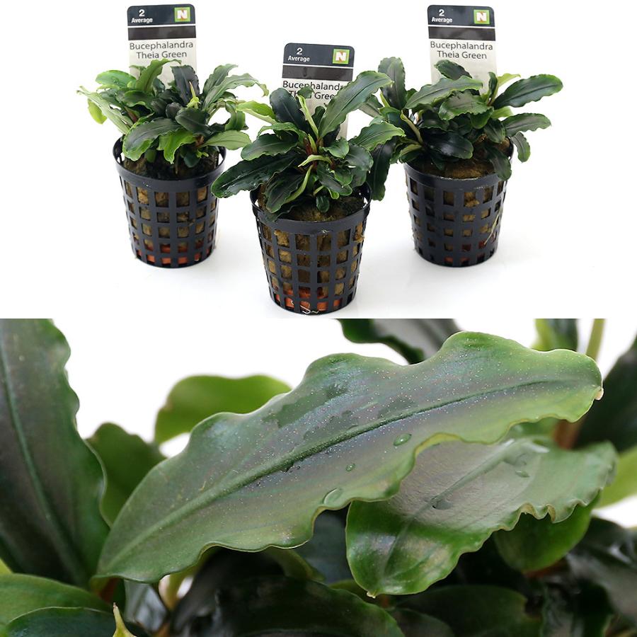 ※専用セット　ブセファランドラ【ティアグリーン】 チャーム（charm） （水草）ブセファランドラsp．ティアグリーン