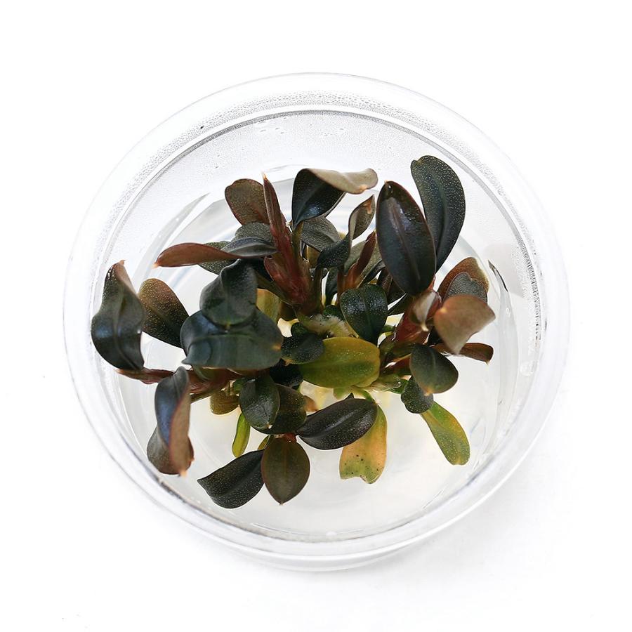 チャーム（charm） （水草）組織培養 ブセファランドラsp