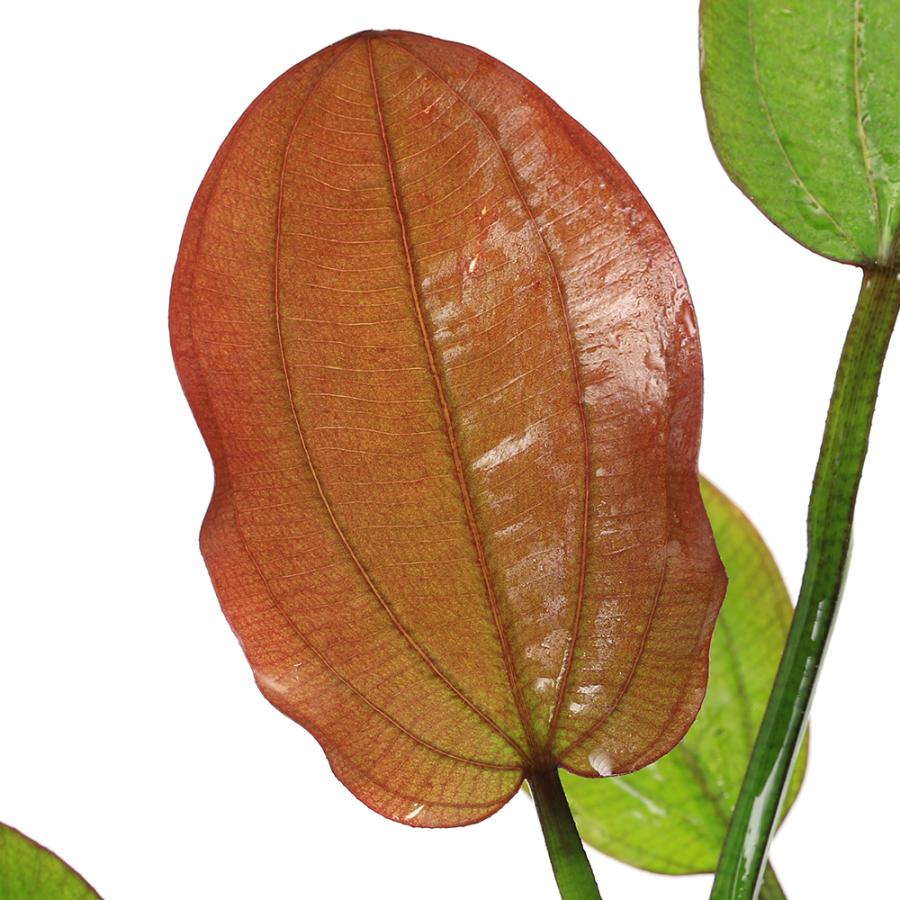 チャーム（ペット） （水草）エキノドルス コンパクタ（水上葉