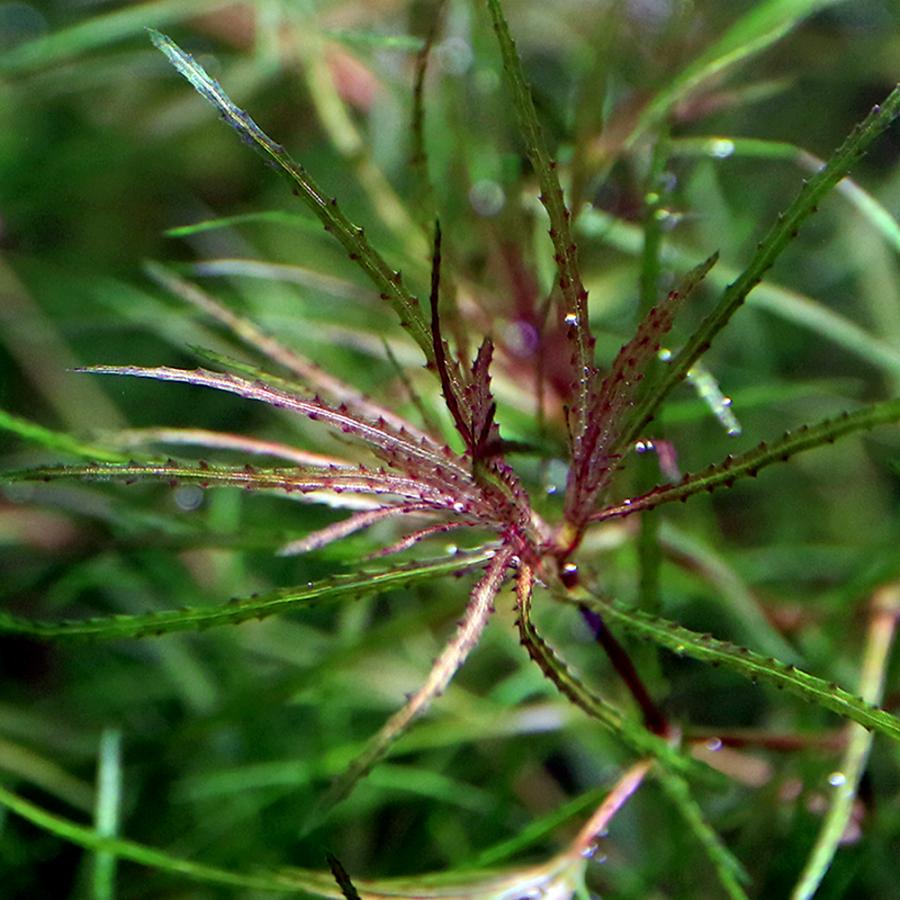 チャーム（charm） （水草）ブラックナヤス（無農薬）（1パック